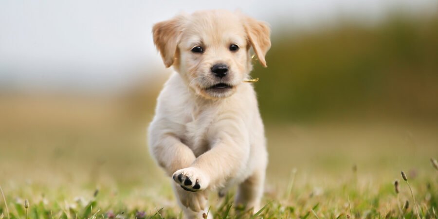 Seven week old golden retriever puppy outdoors on a sunny day.