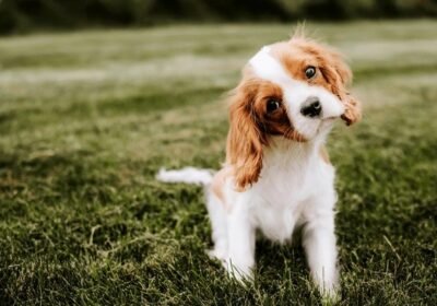 cavalier-king-charles-spaniel-puppy