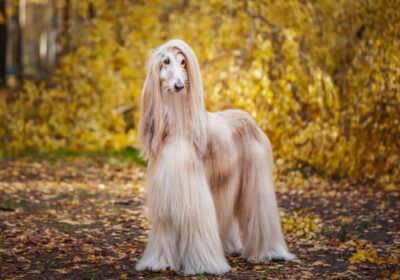 istockphoto-1265632977-612×612-1